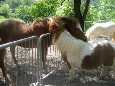 i pony stella e pippo E LA PULEDRA BRIGITTE - nomacello