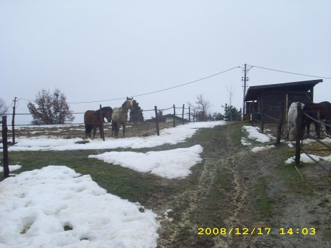 shugar e brigitte - nomacello